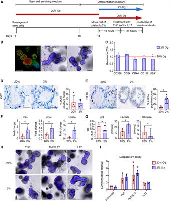 Patient Derived Colonoids as Drug Testing Platforms–Critical Importance of Oxygen Concentration